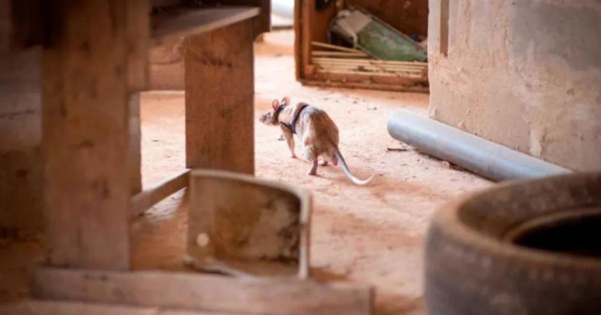 Equipan a ratas con chalecos especiales para encontrar sobrevivientes en  catástrofes
