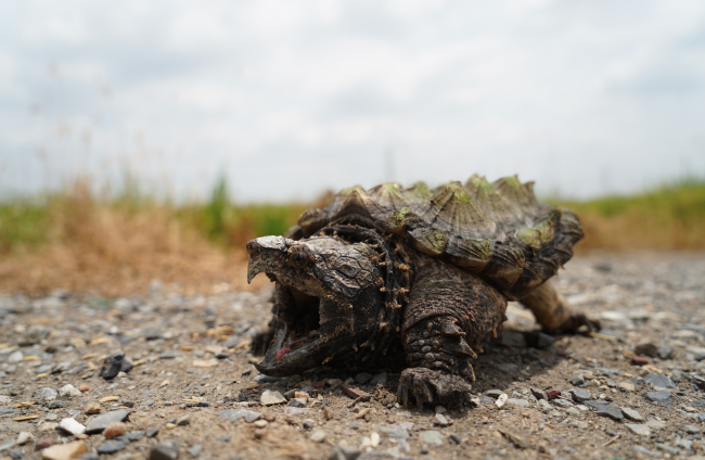 5 curiosidades sobre las Tortugas Ninja, Noticias de México