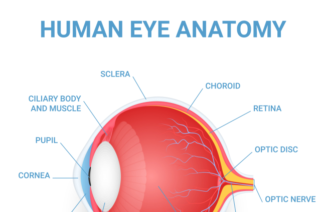 La luz del flash atraviesa la córnea, la pupila, el cristalino y llega hasta la retina.