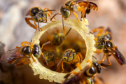 Abeja ángel (Tetragonisca angustula) se caracteriza por sus llamativos ojos verdes, se cría desde México hasta Argentina.