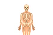 El sistema óseo humano es un ejemplo asombroso de ingeniería biológica
