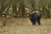 Conoce a los aurochs, animales extintos, que intentan “traer de vuelta” a Europa