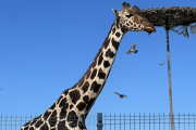 La triste y complicada historia de la jirafa Benito
