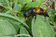 El escarabajo enterrador americano es el mayor de los escarabajos carroñeros de Norteamérica.