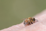 Si crees que la picadura de una abeja duele, tan solo es la mitad de lo que provocan las más dolorosas.