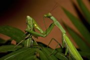 La máxima exponente del canibalismo sexual es la mantis religiosa.