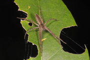 Conocida como arañas de guardería se le suele confundir con la araña violinista.