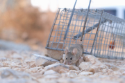 Los ratones y ratas europeos son otras especies que han destruído biodiversidad de plantas y animales.
