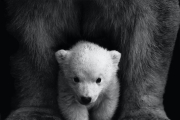 Oso polar bebé