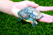Animales como las tortugas se pueden convertir en presa fácil para otra fauna.