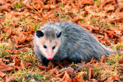 El tlacuache no es la única especie de marsupial en México, conócelas a todas