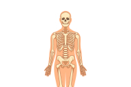 El sistema óseo humano es un ejemplo asombroso de ingeniería biológica