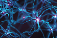 Las neuronas, a menudo consideradas las estrellas del sistema nervioso