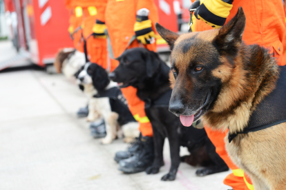 ¿Por qué los perros rescatistas son tan buenos en su trabajo?