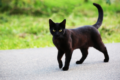 Las panteritas, o gatos negros, han dejado de ser perseguidos por supersticiones, pero otro tipo de peligros los acechan durante estas fechas.