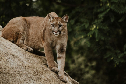 Puma (Puma concolor)