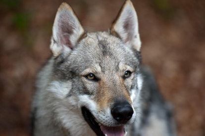 El calupoh: el perro lobo mexicano