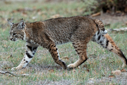 Lince mexicano