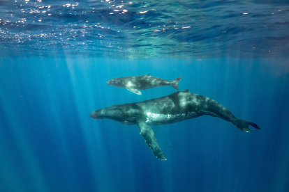 La crianza de una ballena bebé es un período difícil para su madre.
