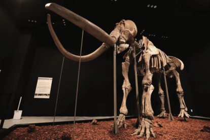 Exposición Mamut, el gigante de la prehistoria.