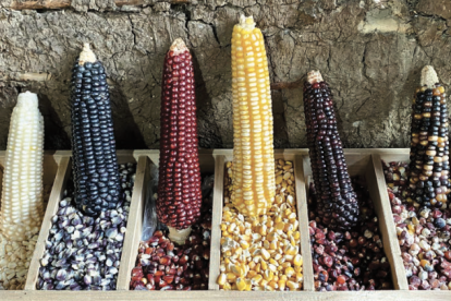 El maíz, en cualquiera de sus variedades, constituye el elemento central de las antiguas culturas mesoamericanas, bagaje que ha perdurado hasta nuestros días en los pueblos originarios.