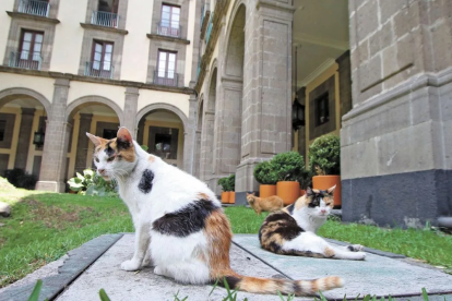 Dos de las gatitas de Palacio Nacional, de raza calico o concha, vistas en los jardines centrales del recinto.