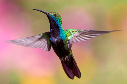Los colibrís urbanos, pequeños y vibrantes guardianes de la biodiversidad en medio del paisaje urbano, despiertan admiración y preocupación en igual medida.