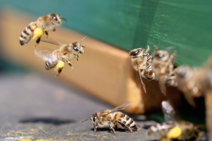 Tras miles de años con nosotros, ahora peligran por el cambio climático, la contaminación y los pesticidas.