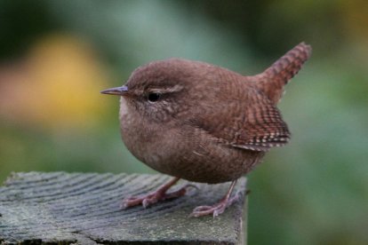 Las aves urbanas, como el chochín en la foto, tienen que lidiar con el ruido ambiental. Algunas pueden flexibilizar su canto, lo que les permite reducir las interferencias en sus comunicaciones.