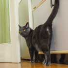 En gatos de pelaje oscuro es todavía más notorio.