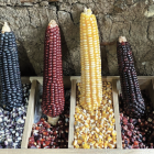El maíz, en cualquiera de sus variedades, constituye el elemento central de las antiguas culturas mesoamericanas, bagaje que ha perdurado hasta nuestros días en los pueblos originarios.
