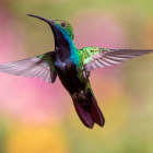 Los colibrís urbanos, pequeños y vibrantes guardianes de la biodiversidad en medio del paisaje urbano, despiertan admiración y preocupación en igual medida.