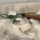 Con larvas, crean modelo sustentable para evaluar bolsas biodegradables.