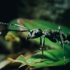 Primer plano de una hormiga común (Messor capitatus).
