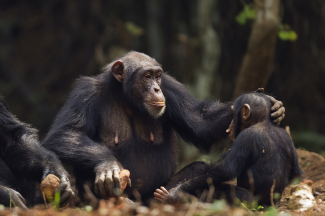 Científicos chinos crean el primer mono quimérico