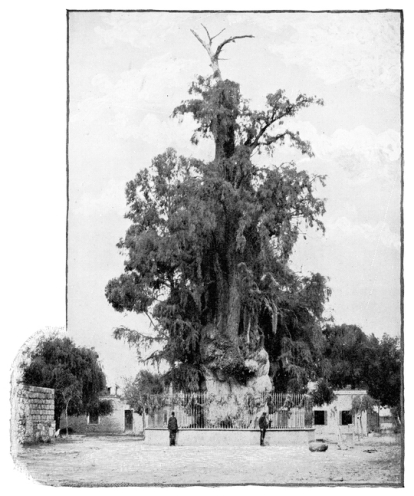 El árbol de la Noche Triste, ubicado en la Ciudad de México. Fotografía tomada en el siglo XIX.