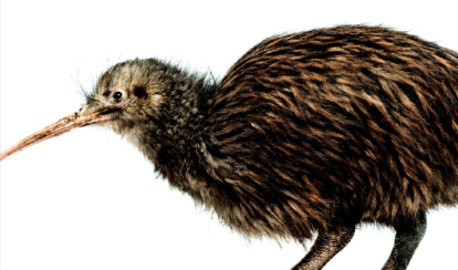 Kiwi o Apteryx mantell