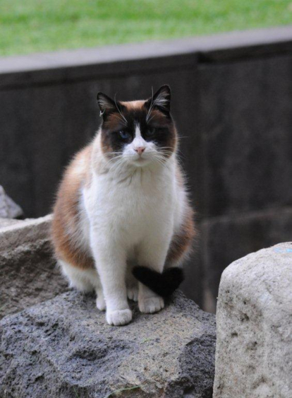 Retrato de uno de los gatitos de Palacio Nacional.