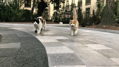 Un par de gatitos paseándose en Palacio Nacional.