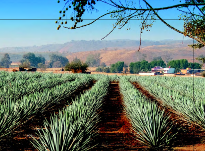 El Pueblo Mágico de Tequila, Jal., debe su fama internacional por ser la “capital” cultural donde se elabora la afamada bebida de agave.